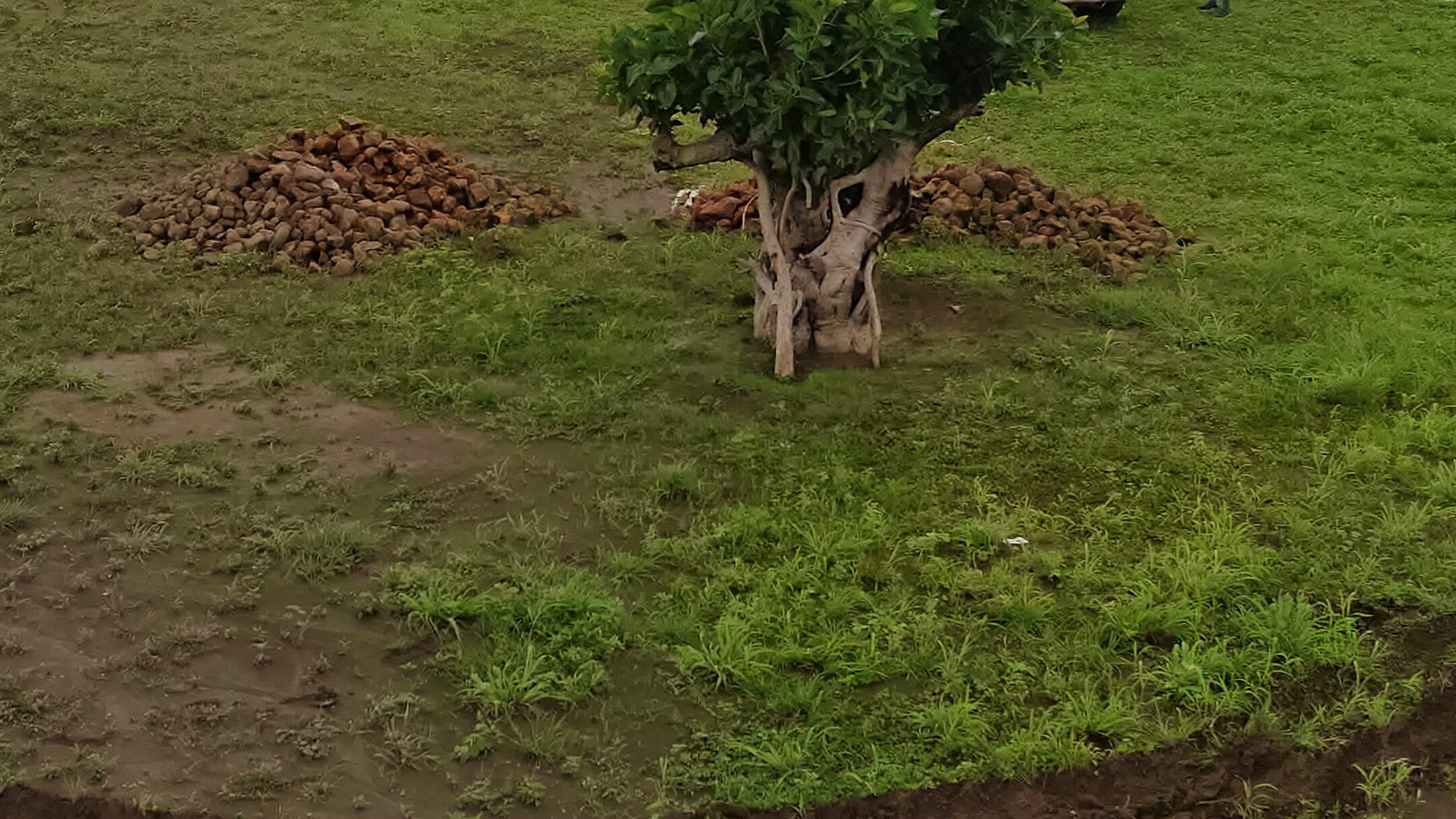 Existing tree clusters across the Midori landscape